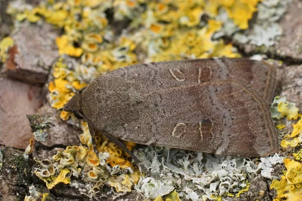 Detailed Closeup Dark Variant Lesser Yellow Underwing Noctua Comes Sitting — Stock Photo, Image