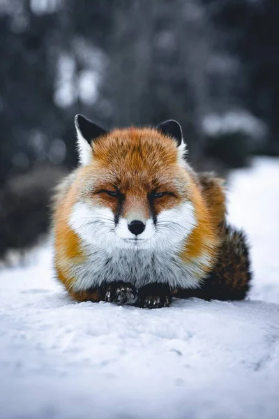 Nahaufnahme Eines Schnee Liegenden Fuchses — Stockfoto