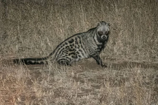 Güney Afrika Safari Yerde Duran Bir Misk Bitkisinin Yakın Çekimi — Stok fotoğraf