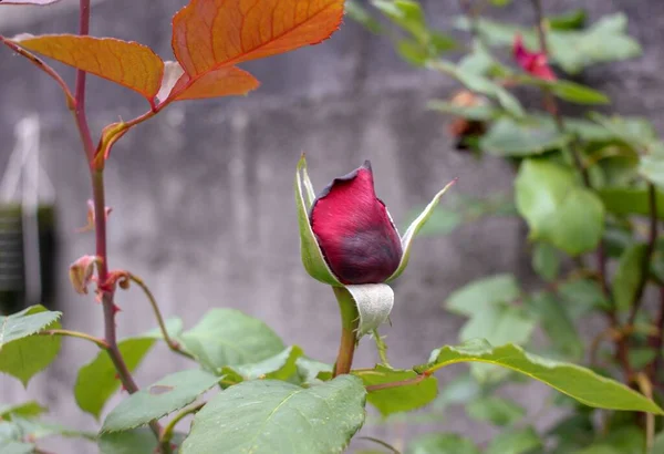 Esta Rosa Roja Jardín Aún Está Madura Pero Huele Muy —  Fotos de Stock