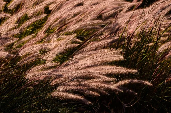 Pere Oro Grano Sul Campo — Foto Stock