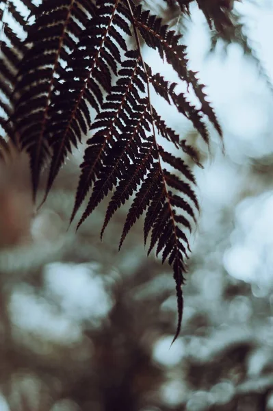 背景がぼやけている緑のシダ植物の浅い焦点ショット — ストック写真