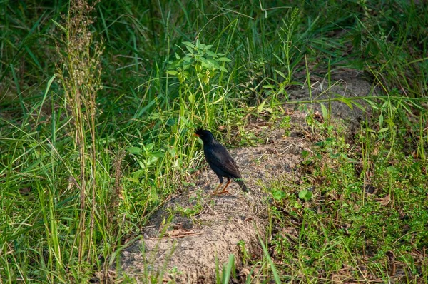 Czarny Ptak Myna Zielonej Trawie — Zdjęcie stockowe