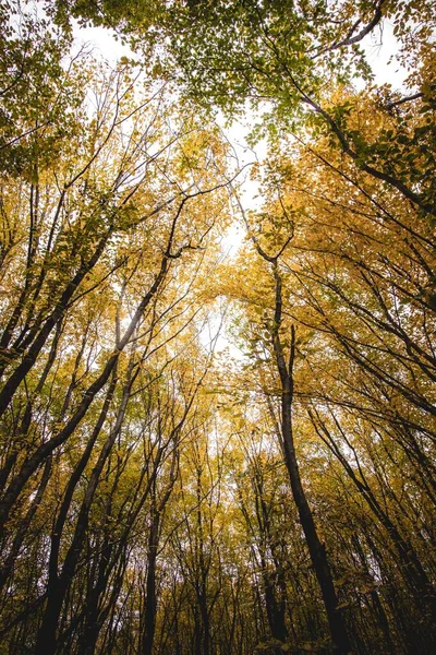 Ein Niedriger Winkel Vertikale Aufnahme Von Gelben Herbstblättern Bäume — Stockfoto