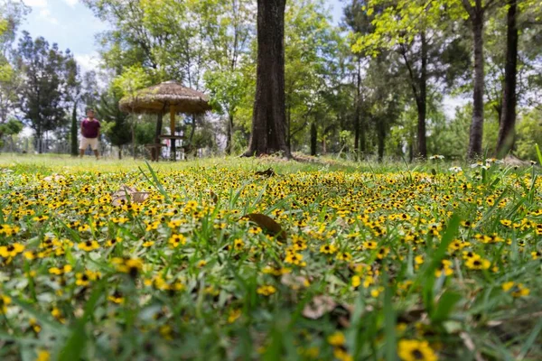 Prado Verde Con Flores Amarillas Parque — Foto de Stock