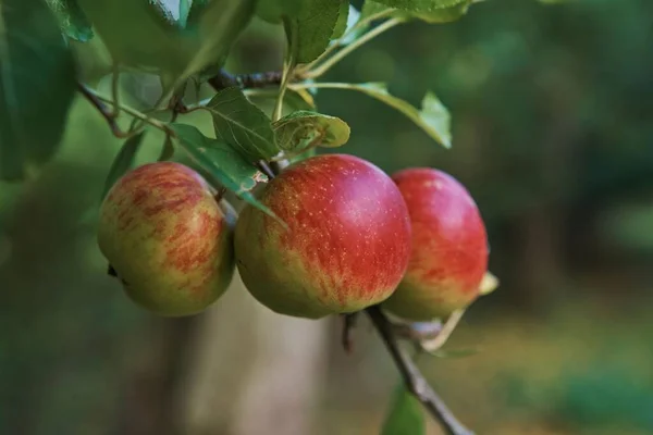 Zbliżenie Ujęcia Dojrzałych Owoców Lorda Lambourne Drzewach Rozmytym Tłem — Zdjęcie stockowe