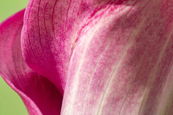 Gros Plan Fleur Une Calla Violette Zantedeschia Sur Fond Vert — Photo