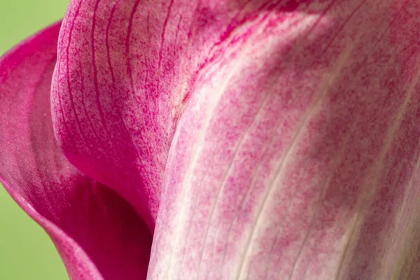 緑の背景に紫色のカラ Zantedeschia の花のクローズアップ — ストック写真