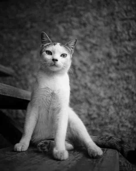 Svislý Snímek Kočky Sedící Schodech Stupních Šedi — Stock fotografie