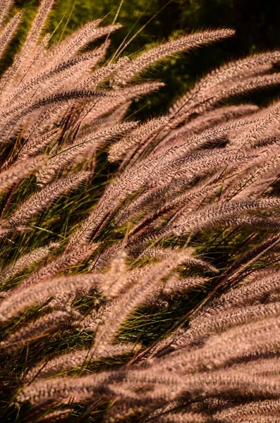 Oreilles Dorées Blé Sur Champ — Photo