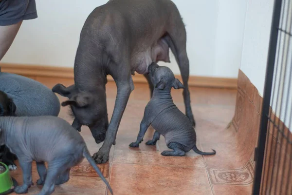 A closeup of xolo hairless puppies eating in the room