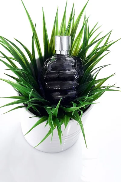 Vertical Closeup Black Perfume Bottle Green Plant Flower Pot White — Stock Photo, Image