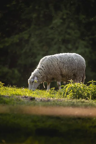 Eine Nahaufnahme Von Einem Lamm — Stockfoto