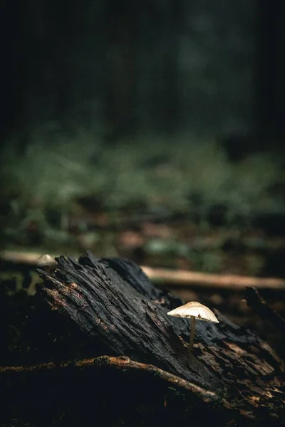 Mělké Zaostření Záběru Dřevěného Pařezu Rozmazaným Tmavým Pozadím — Stock fotografie