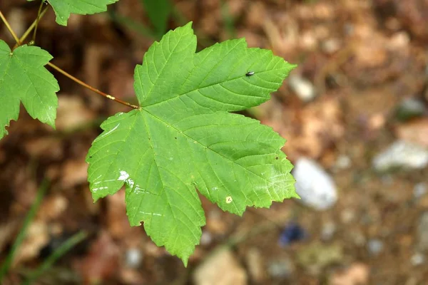 Closeup Green Leaf Ground — Stock Photo, Image