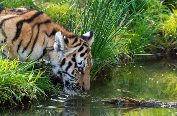 Sibirisk Tiger Som Dricker Vatten Från Sjön — Stockfoto