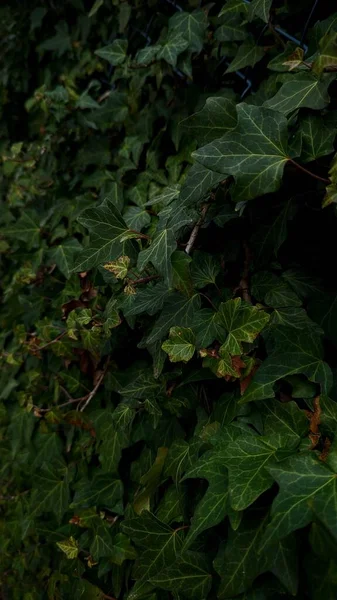 緑の葉の低木の垂直ショット — ストック写真