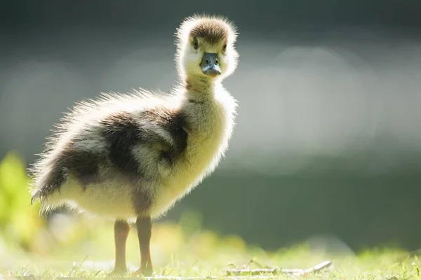 Close Shot Duckling Outdoors Blur — Stock Photo, Image