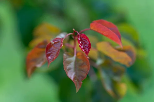 Ένα Κοντινό Πλάνο Από Κόκκινα Φύλλα Σφενδάμου Θολό Φόντο — Φωτογραφία Αρχείου