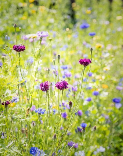 Schöne Wilde Englische Wiesenblumen Tatton Park Cheshire Frühling — Stockfoto