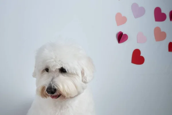 Cute Coton Tulear Dog Red Hearts White Background — Stock Photo, Image