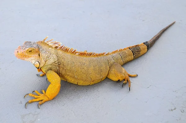 Gri Yüzeyde Renkli Genç Erkek Guana Kertenkelesi — Stok fotoğraf