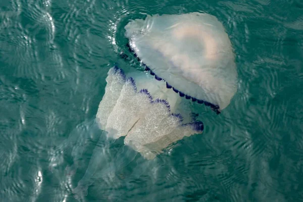 Closeup Jellyfish Swimming Blue Water — Stock Photo, Image