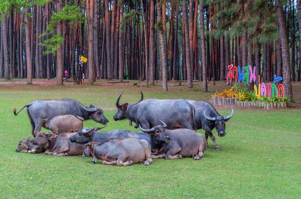 公園の緑の草原の水牛の家族 — ストック写真