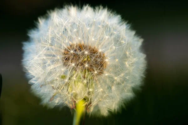 Primer Plano Diente León Sobre Fondo Borroso —  Fotos de Stock