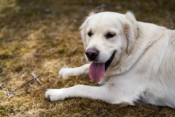 Cute White Golden Retriever Tongue Out Lying Dry Grass — Stock Photo, Image