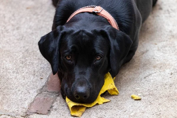 Yerde Yatan Üzgün Siyah Bir Labrador Köpeği — Stok fotoğraf