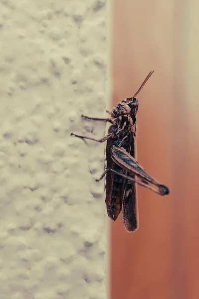 메뚜기를 클로즈업 — 스톡 사진