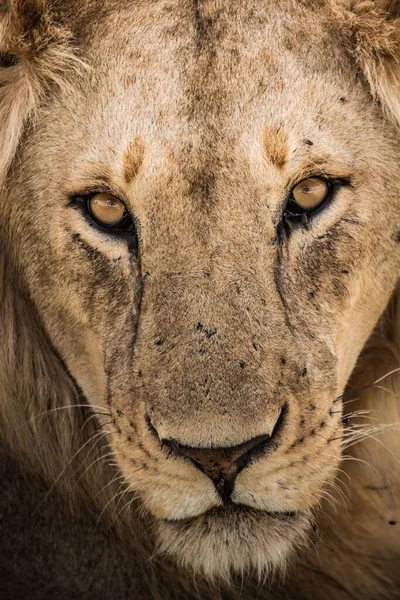 Gros Plan Visage Lion Aux Yeux Acérés Expression Sérieuse — Photo