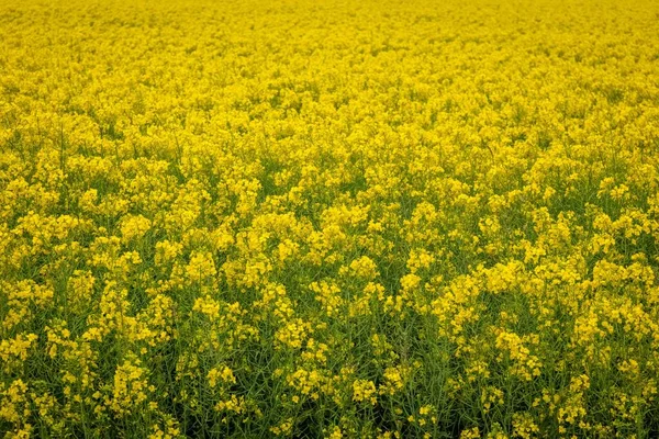 南アフリカの菜の花畑 ブラッシカ ナプス — ストック写真