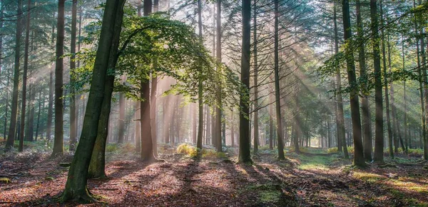 Une Belle Photo Une Forêt Avec Grands Arbres Avec Lumière — Photo