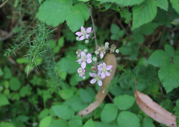 Vad Kis Virágokat Találok Erdőben — Stock Fotó
