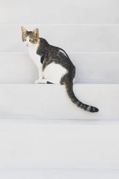 Eine Vertikale Aufnahme Einer Europäischen Katze Auf Einer Weißen Treppe — Stockfoto