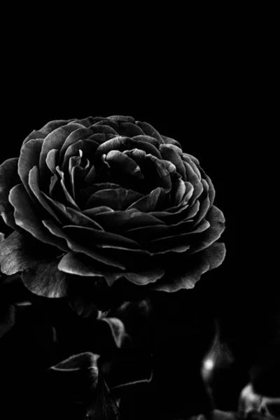 Eine Graustufenaufnahme Einer Rose — Stockfoto