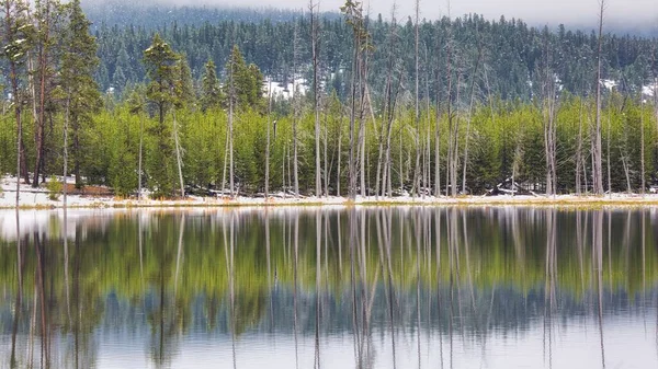 アメリカ合衆国ワイオミング州イエローストーン国立公園の小さな湖を反映した森 — ストック写真