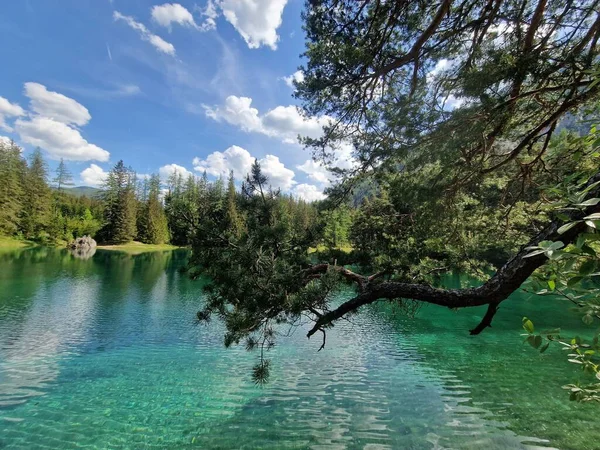 Ein Klarer See Umgeben Von Kiefern Und Einer Nahaufnahme Eines — Stockfoto