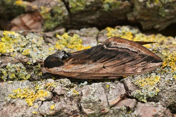 Closeup Large Privet Hawk Moth Sphinx Pinastri Sitting Wood Closed — Stock Photo, Image