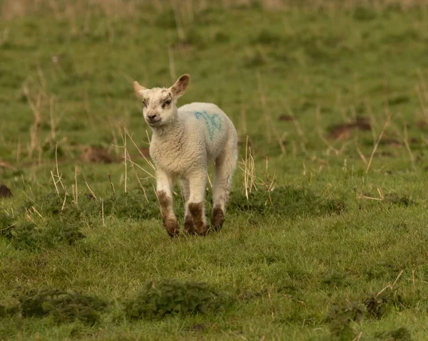 一只毛茸茸的春天白色和黑色的小羊 在绿色的牧场上 侧面写着蓝色26 — 图库照片