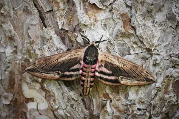 大きなプリヴェット ホーク蛾の閉鎖 スフィンクス ピナストリは庭の松の木の上に開いた翼で座っています — ストック写真