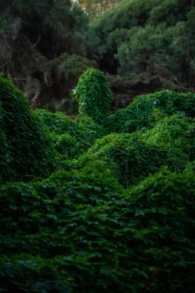 森の真ん中に緑の苔生した表面 — ストック写真
