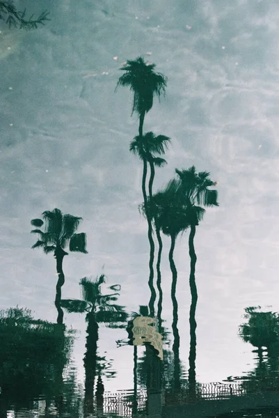 Tiro Vertical Reflexões Palmeira Sobre Água Uma Lagoa — Fotografia de Stock