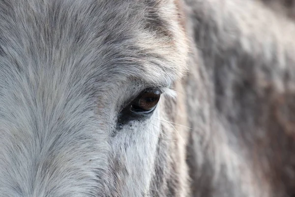一只白驴的眼睛的特写镜头 — 图库照片