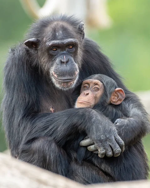 Ένα Κάθετο Πλάνο Ενός Χαριτωμένου Χιμπατζή Που Αγκαλιάζει Μωρό Του — Φωτογραφία Αρχείου