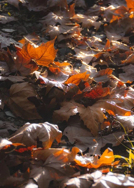 Живые Кленовые Листья Земле — стоковое фото