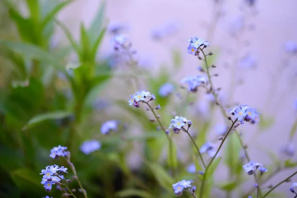 Myosotis Decumbens Seçici Odak Noktası Bir Tür Unutma Beni Nots — Stok fotoğraf