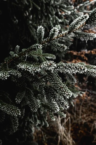 Bouquet Feuilles Sapin Avec Gel Hiver — Photo